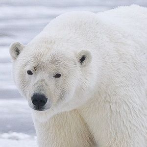 Meet your Posher, Mary beth